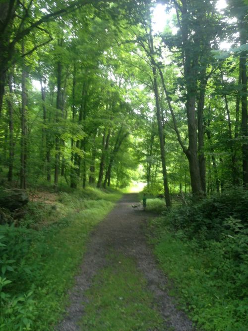 A serene forest path surrounded by lush green trees and dappled sunlight filtering through the leaves.