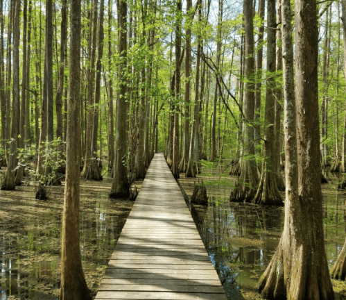 A wooden boardwalk stretches through a lush, green forest with tall trees and calm water below.