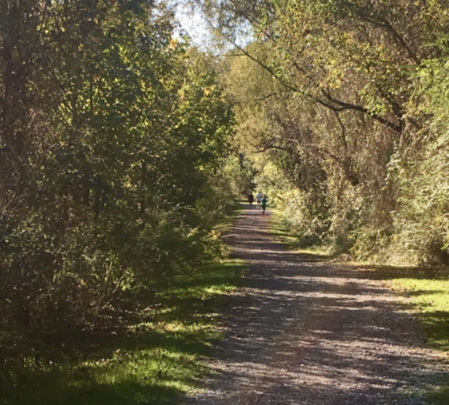 A serene, tree-lined path with two people walking in the distance on a sunny day.