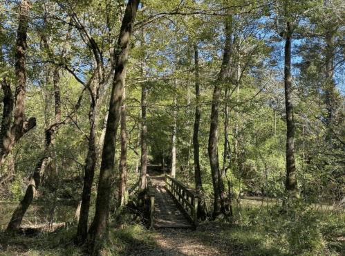 A wooden bridge crosses a serene path through a lush, green forest with tall trees and clear blue skies.