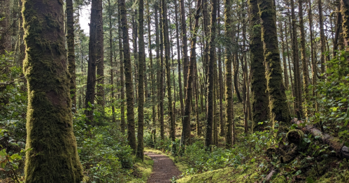 A winding dirt path through a lush, green forest with tall, moss-covered trees.