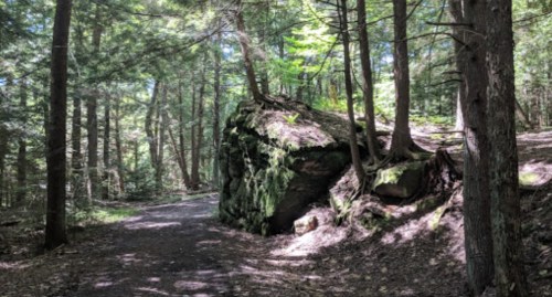 A forest path lined with tall trees and a large moss-covered rock on the side, dappled sunlight filtering through the leaves.