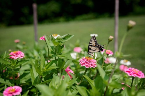 A butterfly perched on pink and white flowers in a lush green garden.