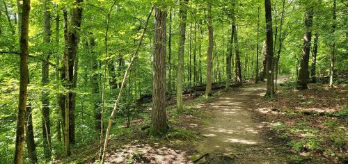 A sunlit forest path winding through lush green trees and foliage.