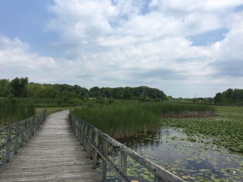 A wooden boardwalk leads through a lush wetland with tall grasses and lily pads under a cloudy sky.