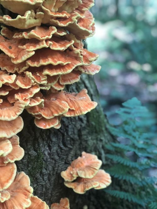 Close-up of vibrant orange mushrooms growing on a tree trunk, surrounded by green foliage.