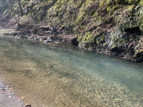A clear, shallow stream flows alongside a mossy, rocky bank in a serene natural setting.
