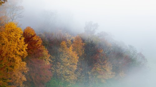 A misty landscape featuring vibrant autumn trees in shades of orange and yellow, partially obscured by fog.