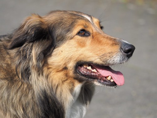Close-up of a happy dog with a fluffy coat, panting with its tongue out, set against a blurred outdoor background.