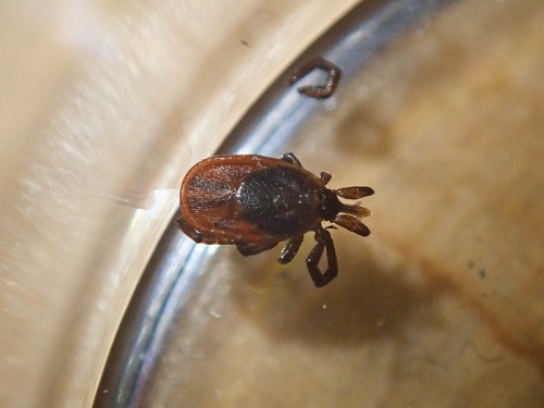 Close-up of a tick in a glass container, showing its brown body and distinct legs.