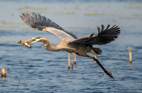 A heron in flight over water, carrying a fish in its beak, with wings spread wide and a blurred background.