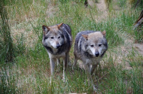 Two wolves standing in a grassy area, looking towards the camera with a natural, wild backdrop.