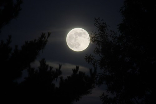 A bright full moon shines through dark trees against a night sky.
