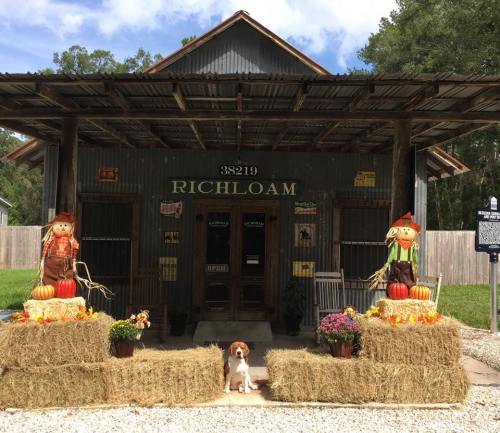 A rustic building with a sign reading "Richloam," decorated with scarecrows and hay bales, and a dog in front.