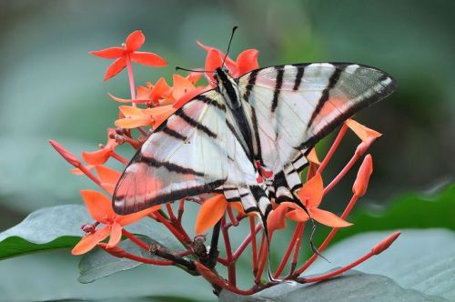 A butterfly with black and white wings rests on vibrant orange flowers in a lush green setting.