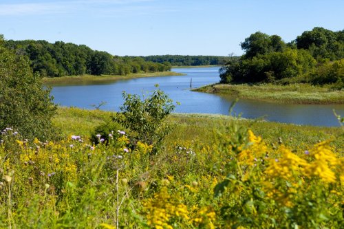A serene river scene surrounded by lush greenery and vibrant wildflowers under a clear blue sky.
