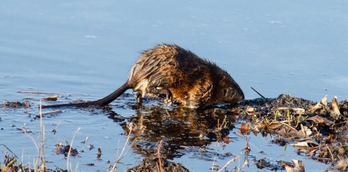 A wet muskrat forages along the edge of a pond, surrounded by water and fallen leaves.