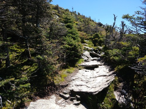 Rocky trail winding through a lush forest with trees and greenery under a clear blue sky.