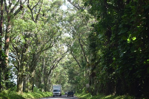 A scenic road lined with tall trees, creating a lush green canopy overhead, with two vehicles driving through.