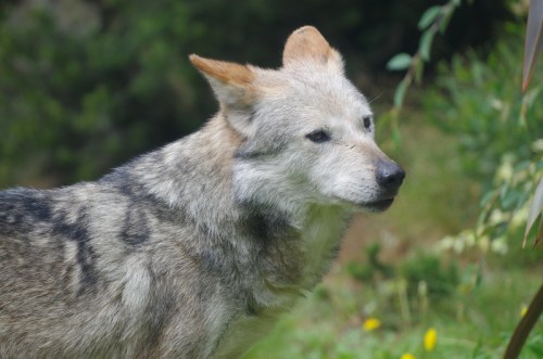 A close-up of a wolf with a gray and tan coat, standing in a natural setting with greenery in the background.