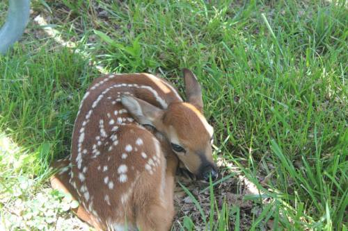 A young fawn with spots resting on the grass, curled up and looking peaceful in a natural setting.