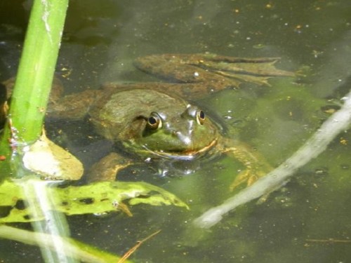 A frog partially submerged in murky water, surrounded by green plants and leaves.