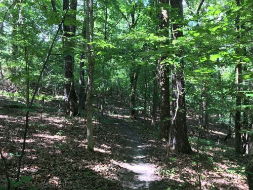 A serene forest path winding through lush green trees and dappled sunlight on the ground.
