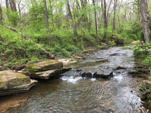 A serene stream flows through a lush green forest, with rocky banks and trees surrounding the water.
