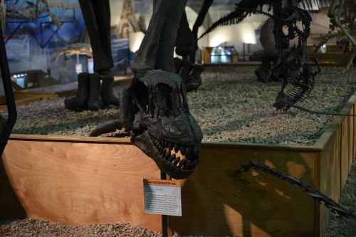 A dinosaur skeleton displayed in a museum, featuring a prominent skull and detailed bones on a gravel bed.