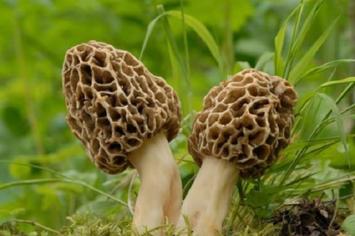 Two morel mushrooms with a honeycomb texture, growing amidst green grass and foliage.