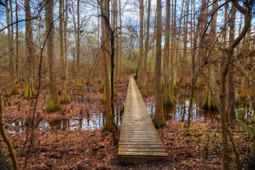 A wooden boardwalk stretches through a wetland forest, surrounded by trees and shallow water.