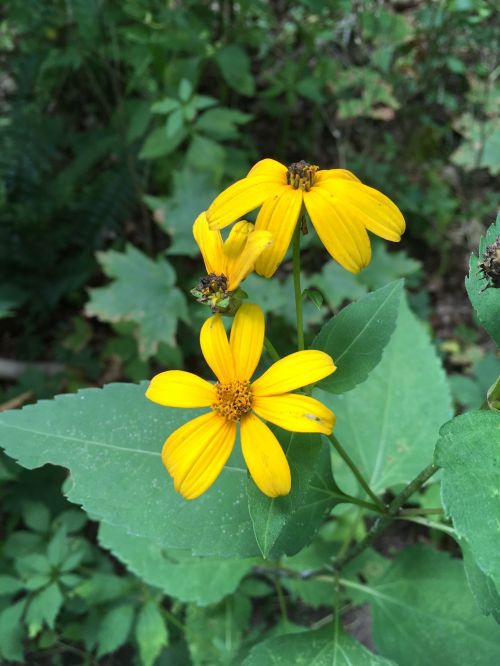 Three bright yellow flowers with green leaves in a natural setting.