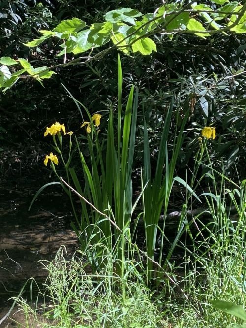 A cluster of tall green plants with yellow flowers growing near a stream, surrounded by lush greenery.