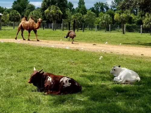 A camel and an emu walk in a grassy field, while two cows rest nearby under a cloudy sky.