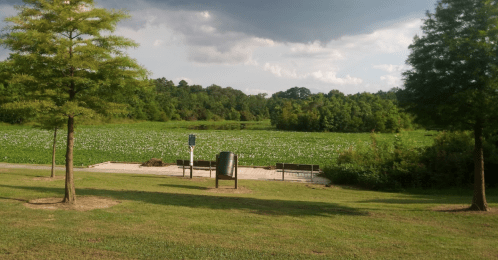 A serene landscape featuring green trees, a wooden platform, and a field of white flowers under a cloudy sky.