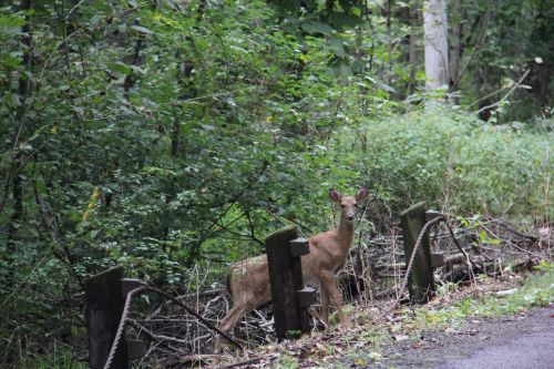 A deer stands near a wooden fence in a lush, green forested area.