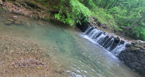 A serene stream with a small waterfall, surrounded by lush greenery and rocky banks.