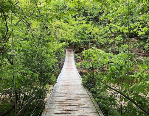 A wooden suspension bridge surrounded by lush green trees and foliage in a serene natural setting.