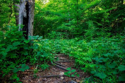 A narrow dirt path winding through lush green foliage and trees in a dense forest.