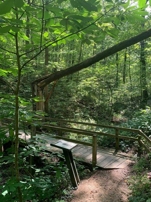 A wooden bridge surrounded by lush green foliage in a serene forest setting.