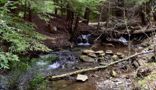 A serene forest scene featuring a small stream flowing over rocks, surrounded by trees and greenery.