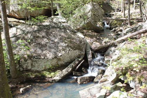 A serene forest scene featuring a small stream flowing over rocks, surrounded by lush greenery and large boulders.