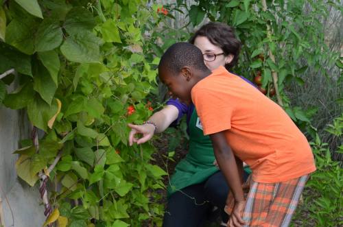 A child and an adult examine plants together in a garden, surrounded by green foliage and red flowers.