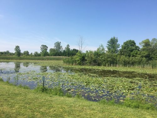 A serene pond covered with lily pads, surrounded by lush greenery and trees under a clear blue sky.