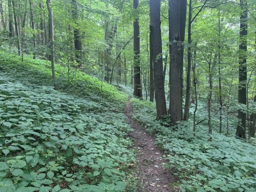 A narrow dirt path winds through a lush green forest, surrounded by tall trees and dense foliage.
