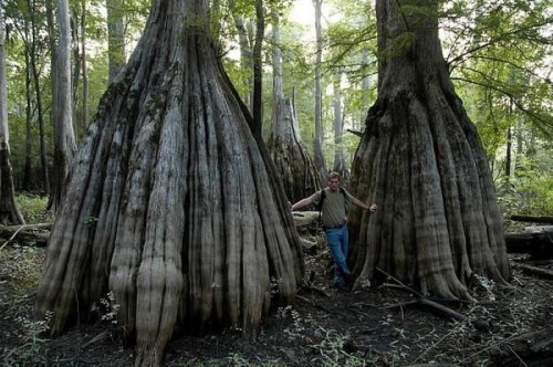 A person stands between two large, unique tree trunks in a lush, green forest.
