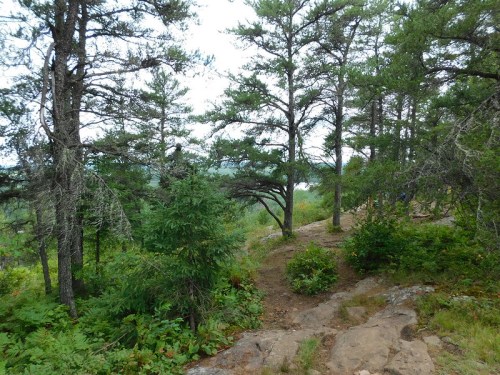 A rocky path winds through a dense forest of pine trees, with lush greenery and a distant view of the landscape.