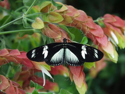 A black and white butterfly perched on vibrant red and yellow flowers in a lush garden setting.