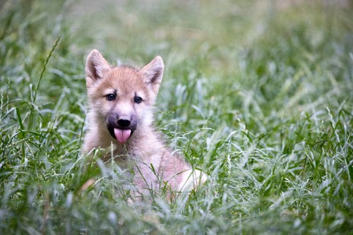 A playful wolf pup lying in tall green grass, sticking out its tongue and looking curiously at the camera.
