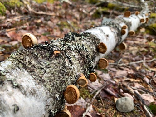 A close-up of a fallen tree branch covered in moss and small mushrooms, set in a forested area.
